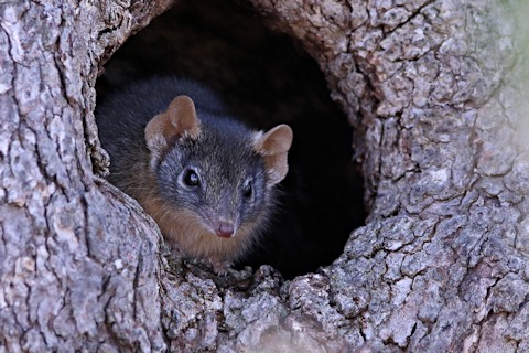 Yellow-footed Antechinus (Antechinus flavipes)